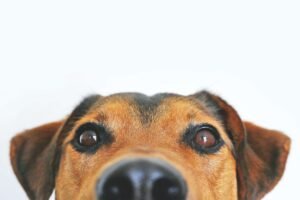 Adorable close-up of a curious dog peeking into the camera, capturing the playful and inquisitive nature of man's best friend