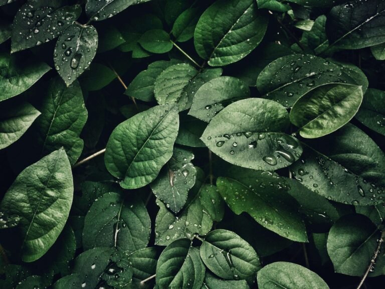 Vibrant green leaves covered in fresh dew, capturing the essence of nature's purity and freshness after rainfall.