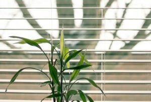 Close-up of a sleek, minimalist indoor plant set against the backdrop of horizontal blinds, capturing a calm and modern aesthetic that complements the theme of motorized blinds and their seamless integration into contemporary home designs.