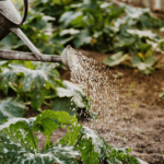 Close-up of a gardener watering plants with a metal watering can, providing essential hydration to thriving green leaves in a home garden setting.