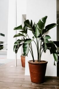 Large indoor plant with broad green leaves in terracotta pot against white wall
