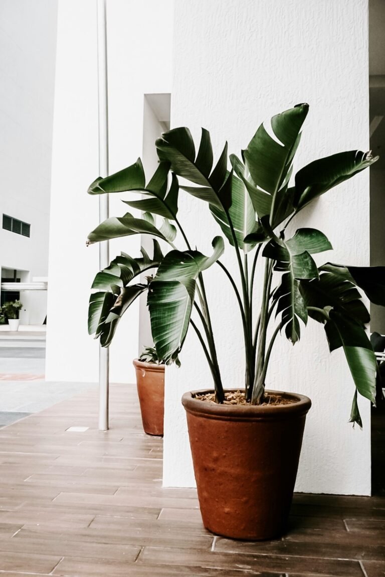 Large indoor plant with broad green leaves in terracotta pot against white wall