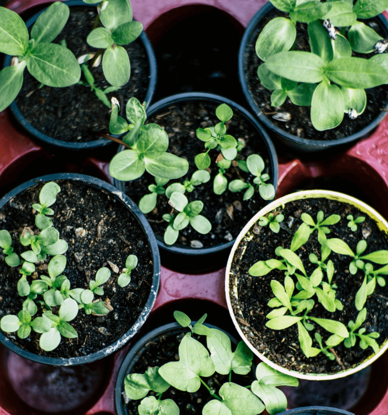 Several small pots containing young herb seedlings with green leaves, viewed from above. The pots are placed on a burgundy surface, showcasing various stages of growth.