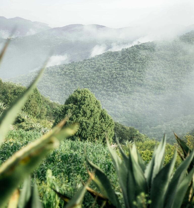 Misty mountain landscape with lush green forests and agave plants in foreground