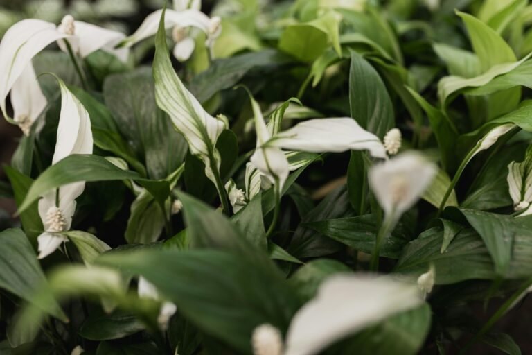 Close-up of peace lily (Spathiphyllum) plants with lush green leaves and white spathe flowers. The image shows multiple plants with their characteristic elongated leaves and elegant white blooms, creating a dense, vibrant indoor garden effect.