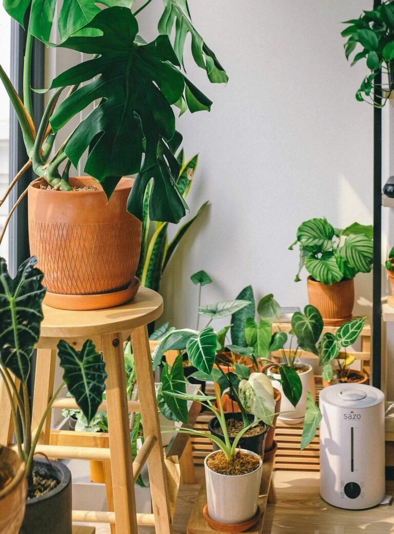 A sunny indoor space filled with various tropical houseplants, including a large Monstera deliciosa in a terracotta pot on a wooden stool, surrounded by smaller potted plants like philodendrons and alocasias on a wooden surface, with a white humidifier visible.