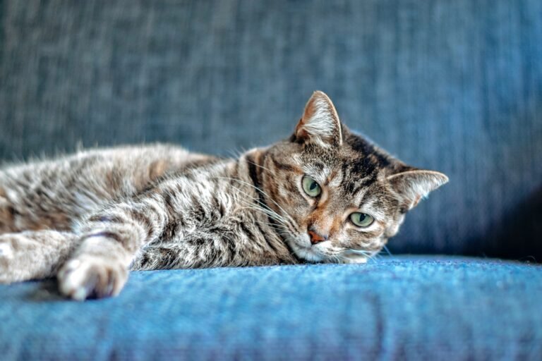 Gray tabby cat lounging on a plush blue sofa.