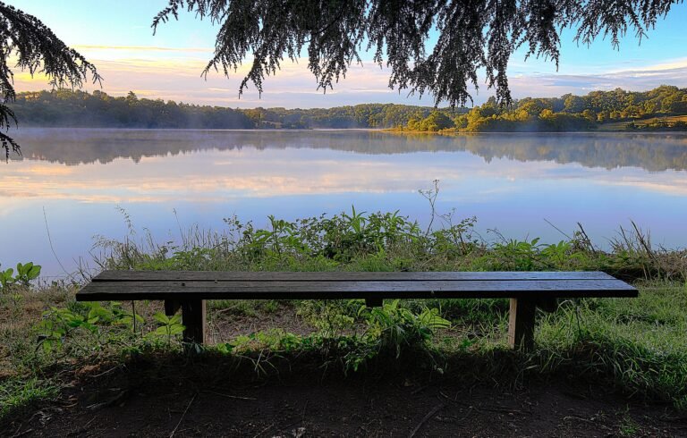 Wooden bench facing a calm lake with tree branches overhead.