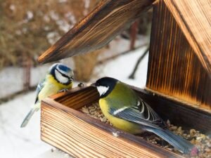 Wooden birdhouse with two colorful birds