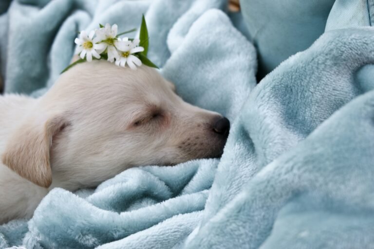 Sleeping puppy under cozy blanket