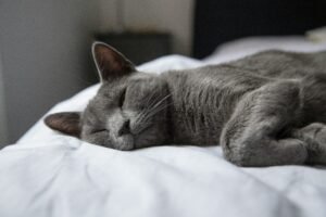 Sleeping grey cat on a bed