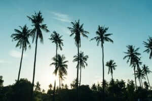Tall palm trees silhouetted against a late afternoon sky.