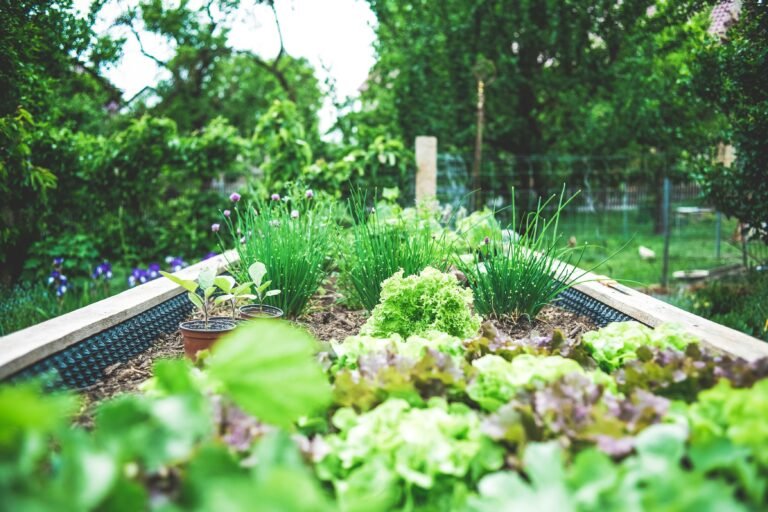 Raised bed vegetable garden with fresh greens