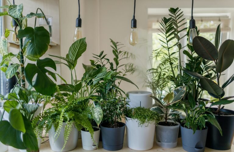 Varied indoor potted plants arranged in a well-lit corner.