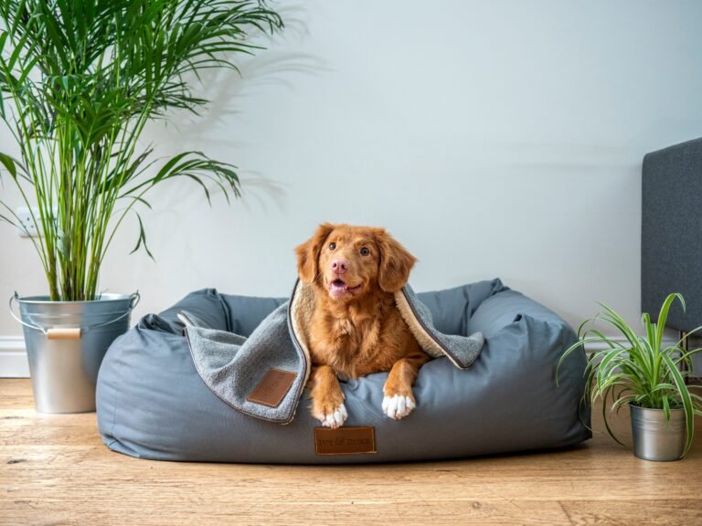 Cozy dog bed with a happy golden retriever